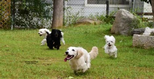 带狗狗出门运动的全面指南（以宠物为主的户外运动攻略）