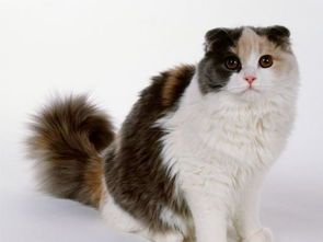 怀孕猫咪补钙食谱推荐