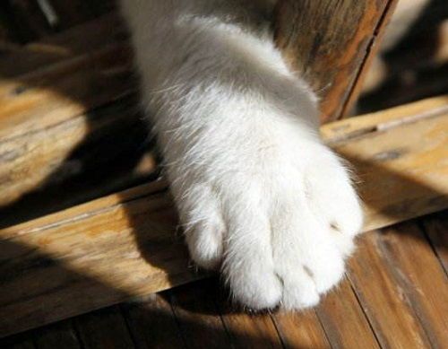 怀孕猫咪补钙食谱推荐