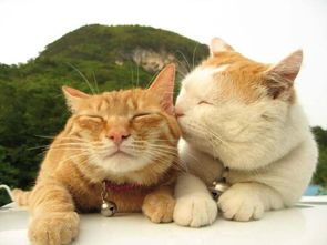 猫咪孕吐怎么办?科学养护指南
