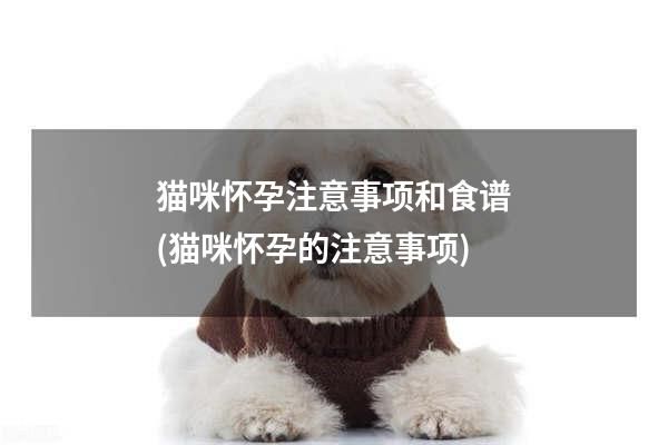 猫咪怀孕注意事项和食谱(猫咪怀孕的注意事项)