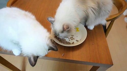 猫咪孕期饮食攻略
