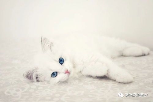 布偶猫孕期营养食谱推荐