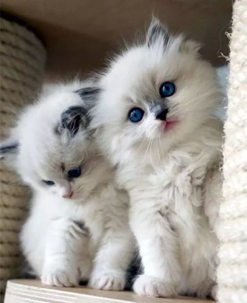 布偶猫孕期营养食谱推荐