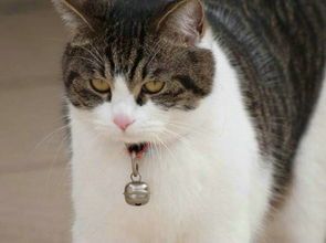 宠物猫孕期洗澡:注意安全,频率适中,方法温和