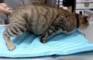 怎么照顾怀孕猫咪 猫咪怀孕照顾要点