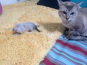 猫咪产后抑郁有什么症状 猫咪产后抑郁症状介绍