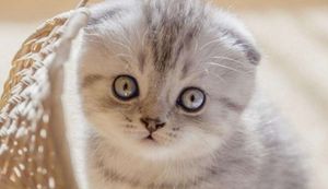 折耳猫怎么繁殖 折耳猫繁殖注意事项
