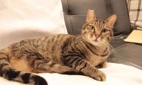 孕期猫咪宝宝,科学喂养是关键?如何确保母婴健康?