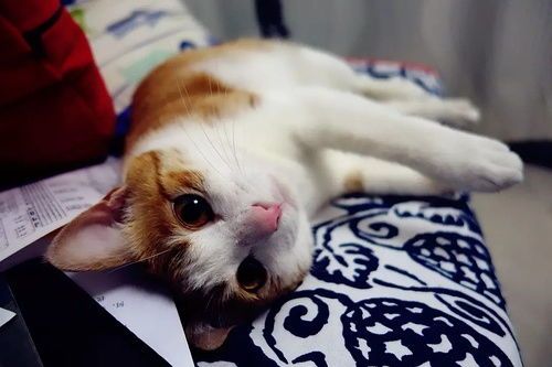 孕期猫咪宝宝,科学喂养是关键?如何确保母婴健康?