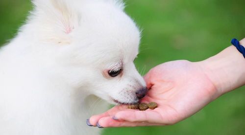 宠物营养食谱分享:均衡狗狗饮食之道