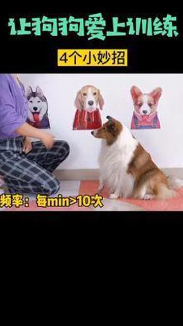 狗狗训练必备，宠物生活小窍门！