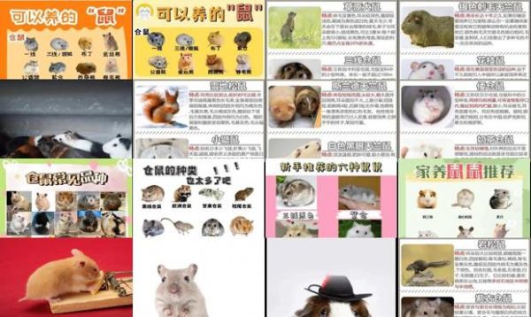 宠物鼠有哪些种类