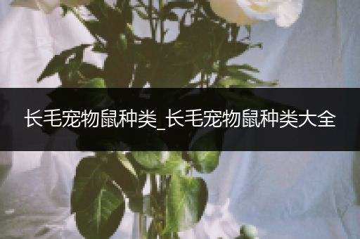 长毛宠物鼠种类_长毛宠物鼠种类大全