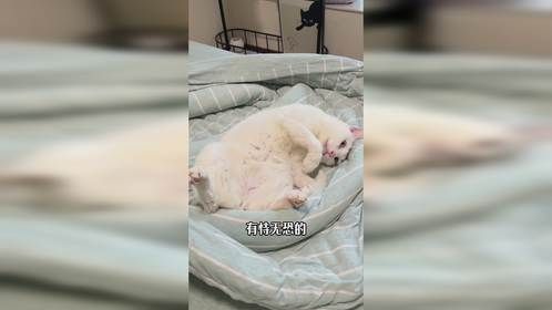 小猫咪又换新睡觉的地方了