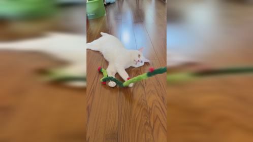 小猫咪对逗猫棒的兴趣不长久