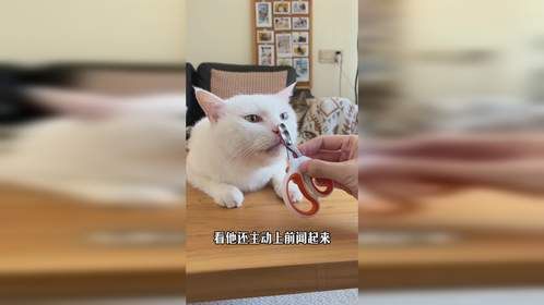 该给猫咪剪指甲了