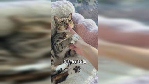 猫咪兄弟之间的感情阴晴不定