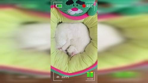 天冷了，猫咪睡着不动了