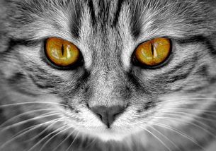 张掖萌宠乐园里的猫咪乐园，萌化你的心！