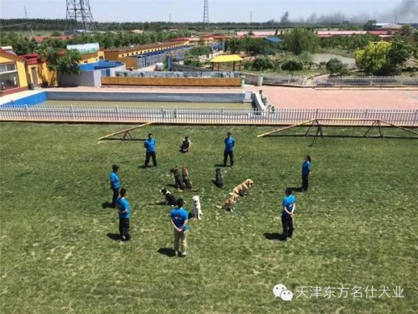 天津宠物狗寄养 东方名仕 宠物狗寄养哪家好