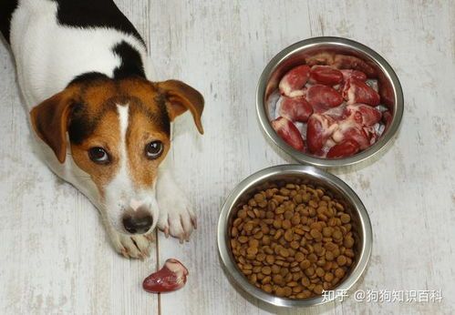 萌宠零食食谱:健康美味,狗狗最爱!