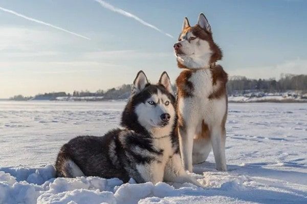 哈士奇是雪橇犬吗
