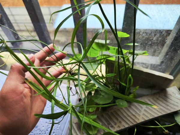 别养巴西龟和草龟了！这5种龟，颜值高、互动性强，容易养活