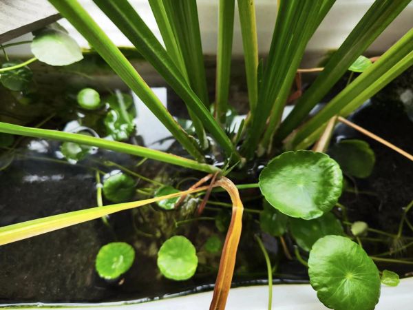 龟池养什么植物最好（推荐龟池种的3种植物）