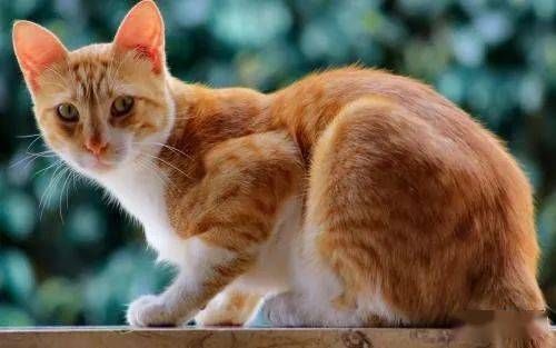 养猫须知：关爱小猫，细心呵护