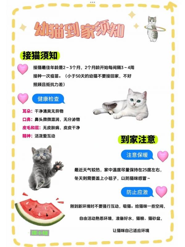 养宠物猫忌讳：养宠物猫须知
