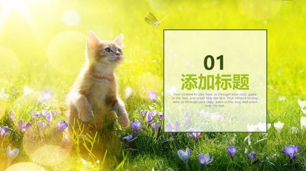 萌宠宠物店宠物美容工作总结汇报动态PPT模板3
