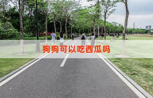 狗狗可以吃西瓜吗