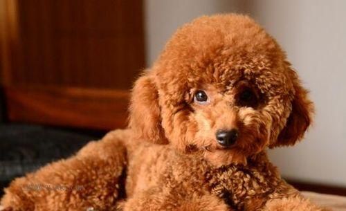 贵宾犬的家庭饮食指南（如何给贵宾犬提供健康均衡的饮食？）