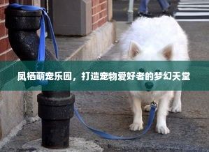 凤栖萌宠乐园，打造宠物爱好者的梦幻天堂