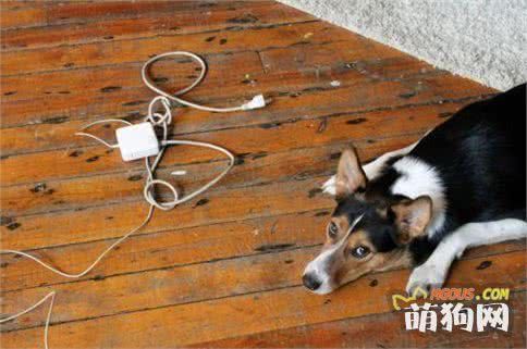 喂养幼犬应怎样杜绝安全隐患？