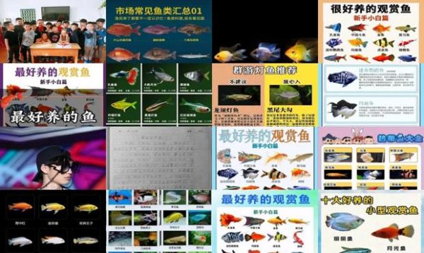 观赏鱼种类介绍