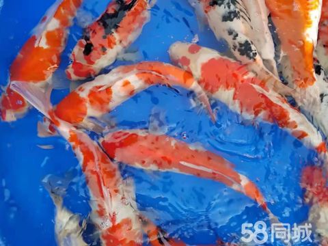 祥瑞养殖·祥瑞养殖场 大量批发零售各种规格质优价廉的锦鲤红鲫鱼 锦鲤鱼批发活鱼