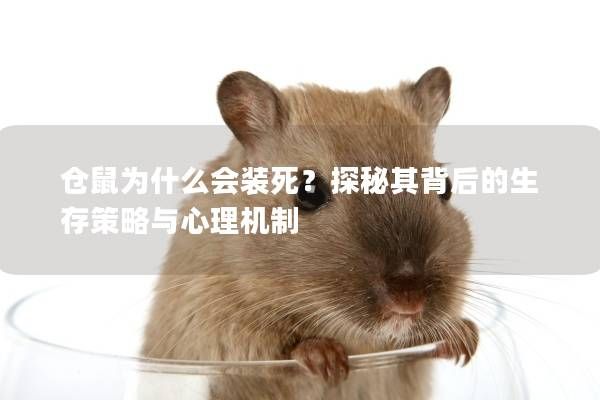 仓鼠为什么会装死？探秘其背后的生存策略与心理机制
