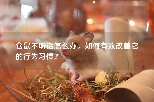 仓鼠不听话怎么办，如何有效改善它的行为习惯？