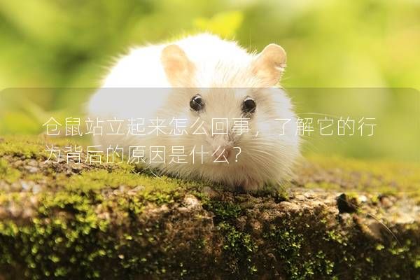 仓鼠站立起来怎么回事，了解它的行为背后的原因是什么？