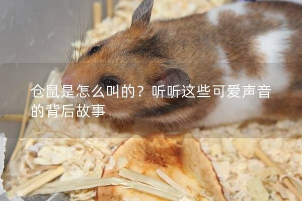 仓鼠是怎么叫的？听听这些可爱声音的背后故事