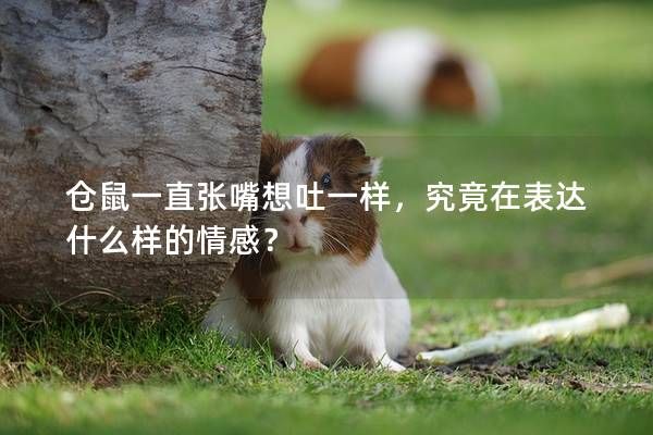 仓鼠一直张嘴想吐一样，究竟在表达什么样的情感？