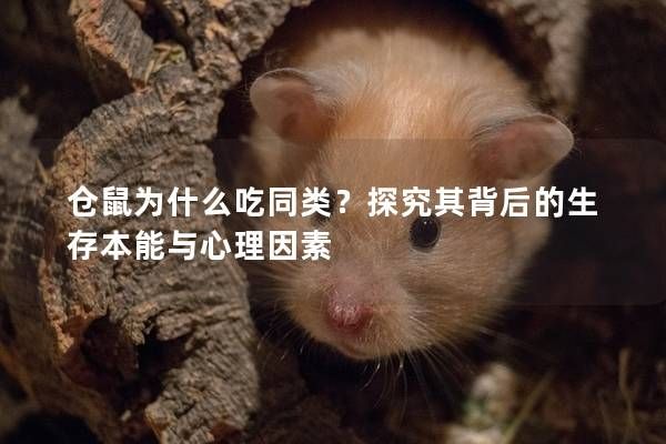 仓鼠为什么吃同类？探究其背后的生存本能与心理因素
