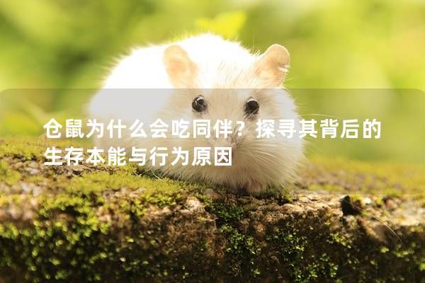仓鼠为什么会吃同伴？探寻其背后的生存本能与行为原因