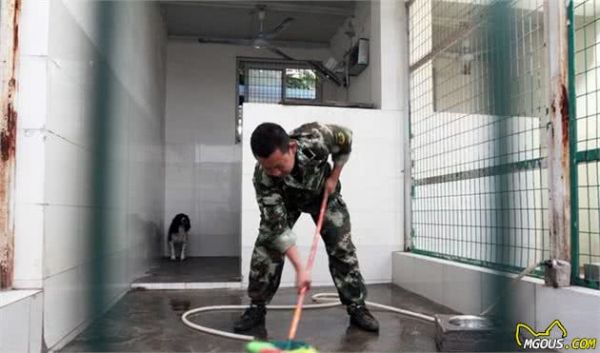 购买狗狗不是一件随便的事，要注意这几点才能购买到可爱的萌宠