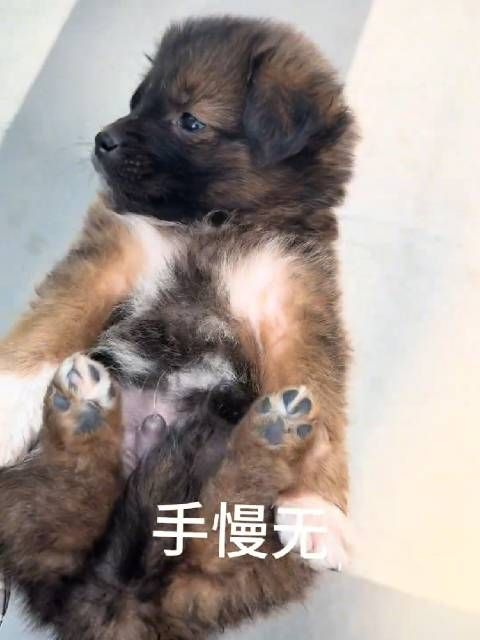 给流浪小狗做个深度spa