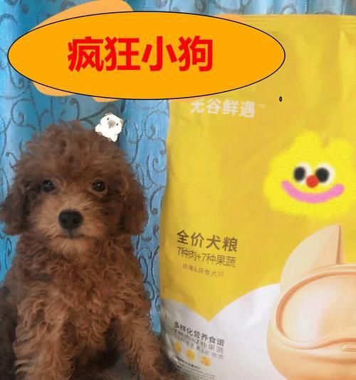 如何养护过敏体质的宠物狗（教你从饮食、环境、药物三方面降低过敏反应）