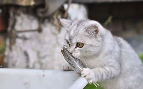 猫咪喝大麦茶,安全吗?