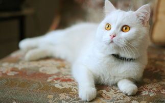 猫咪喝大麦茶,安全吗?